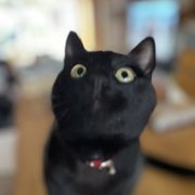 アル画像