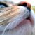 猫のひげの役割って？切るのがNGな理由と抜けた時や元気のない時の対処法