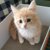 クリーム色の猫57連発！どんな種類がいる？みんなの愛猫の写真を一挙ご紹介