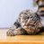 猫にまつわることわざ・慣用句集！有名な日本のものから海外まで