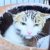 威嚇しまくりで『１年半ケージに引きこもっていた保護猫』が、現在……まるで"別猫のような姿"に感動の声続出「ジーンときた」「感無量です」