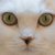 猫の目の意味って知ってる？猫に関することわざ、慣用句について