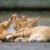 猫の発情期を早く終わらせる方法はある？正しい対処法と注意点
