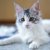 大きい猫は穏やかで優しい！人気の種類や飼うときの注意点を紹介