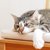 猫の胆管炎について｜病気の特徴から治療法まで【獣医が解説】