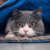 猫の色覚を人間と比較！見える色が違う理由や猫の目の特徴を解説