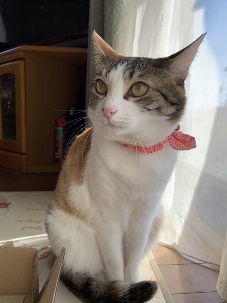 おすまししている三毛猫