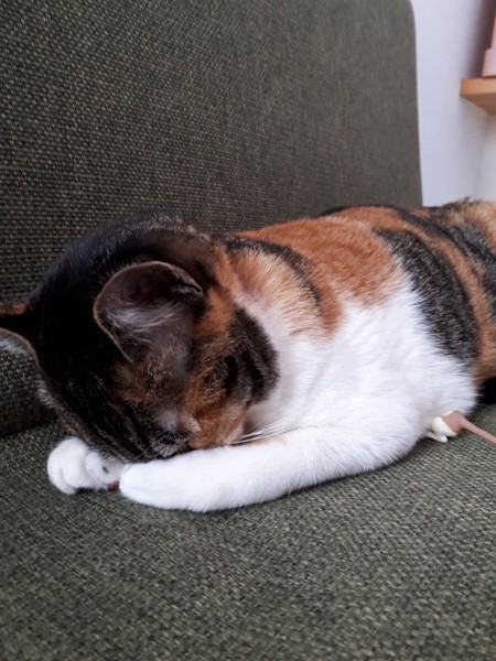 うつ伏せで眠る三毛猫