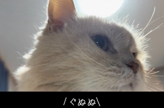 キレるミーにゃちゃん