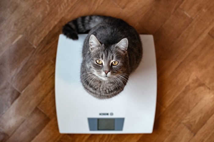 肥満気味の猫