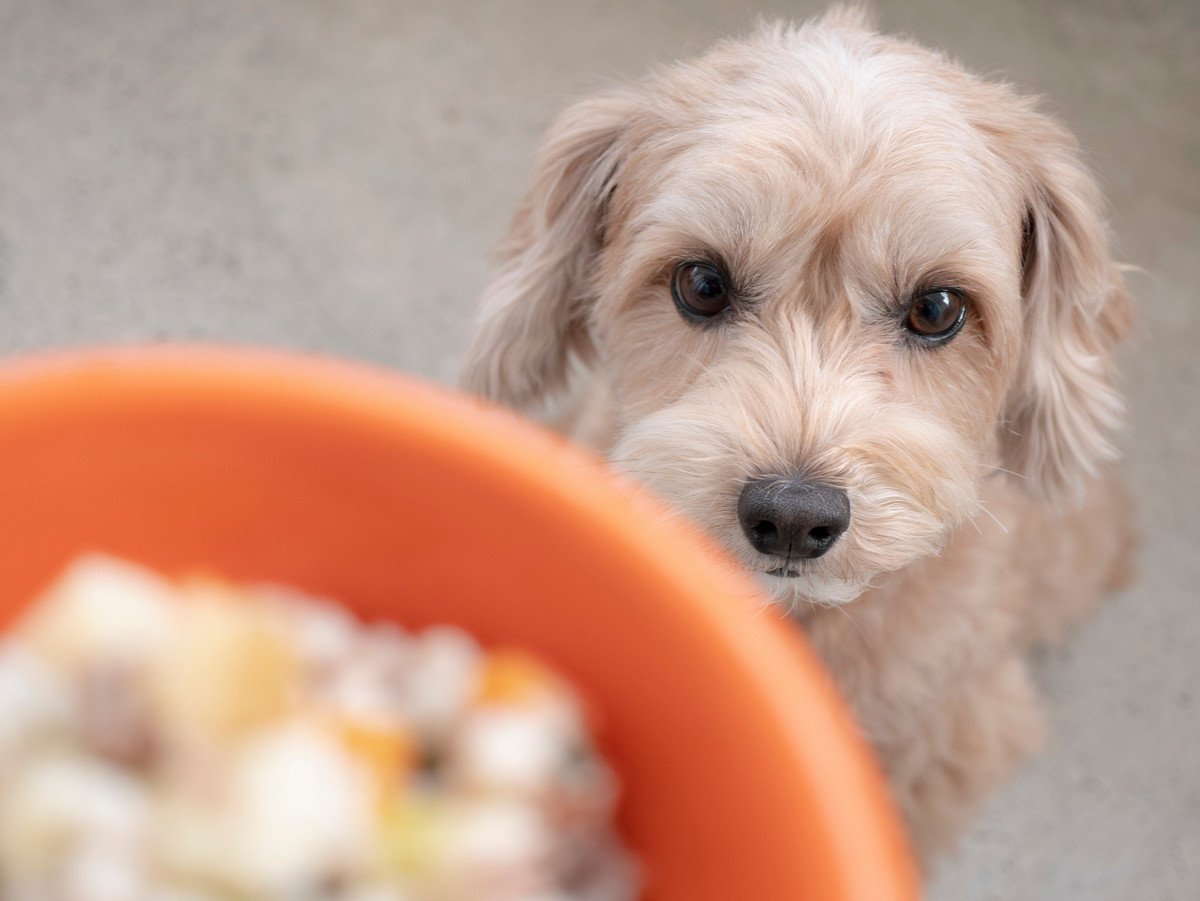 犬が『消化不良』を引き起こす食べ物5選　おすすめできない食材や与える際の注意点まで