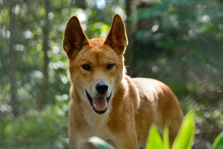 ディンゴってどんな犬？見た目は柴犬、性格はオオカミのような野犬