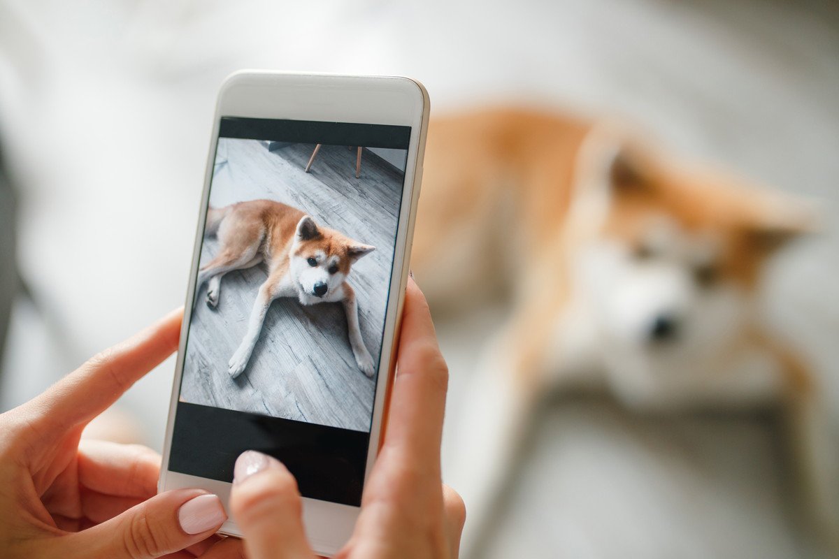 残しておきたい『愛犬の写真』３つ　こまめに撮影すべき理由や用途とは