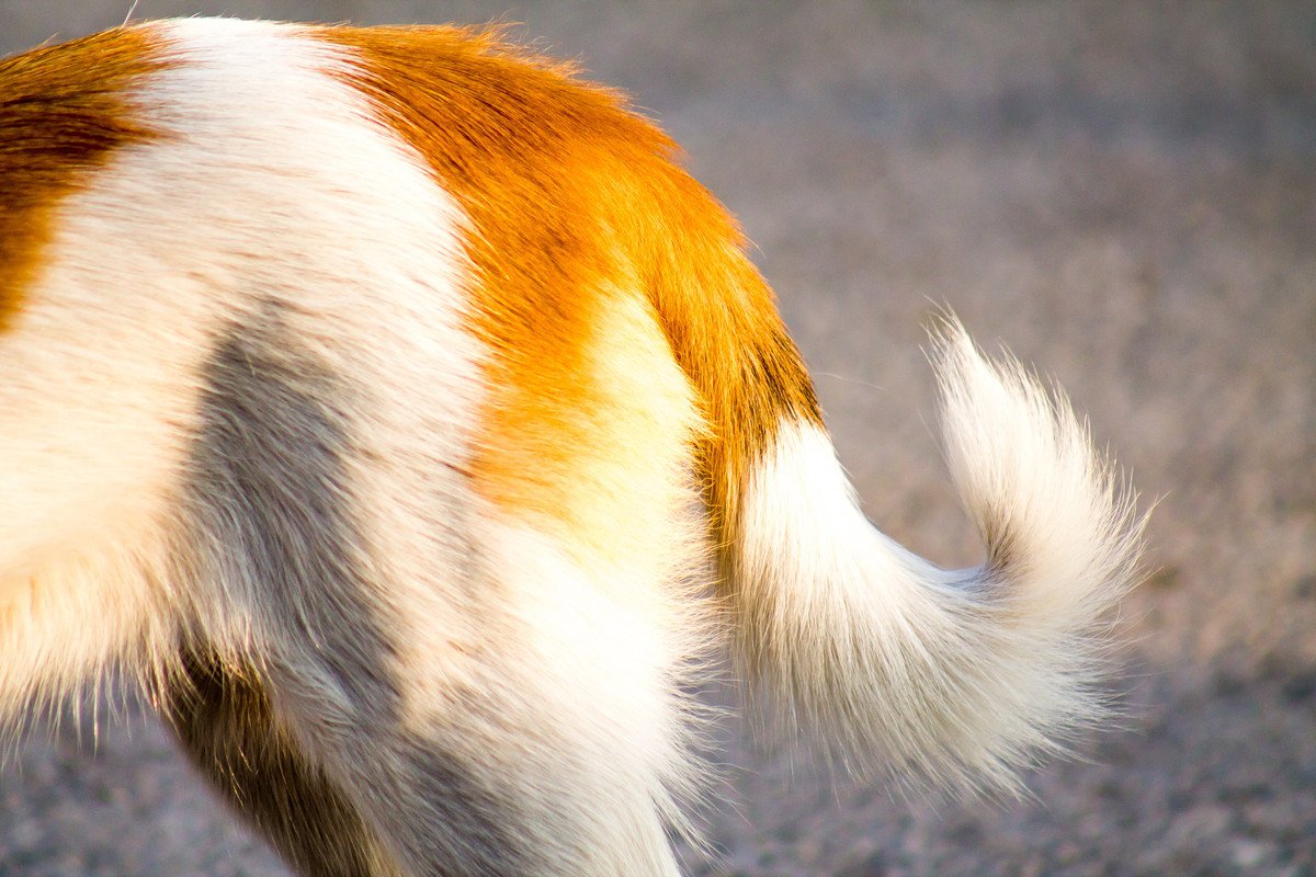 犬が嫌な気持ちの時にみせる『しっぽの状態』5つ　愛犬の心理状態から飼い主が取るべき行動まで