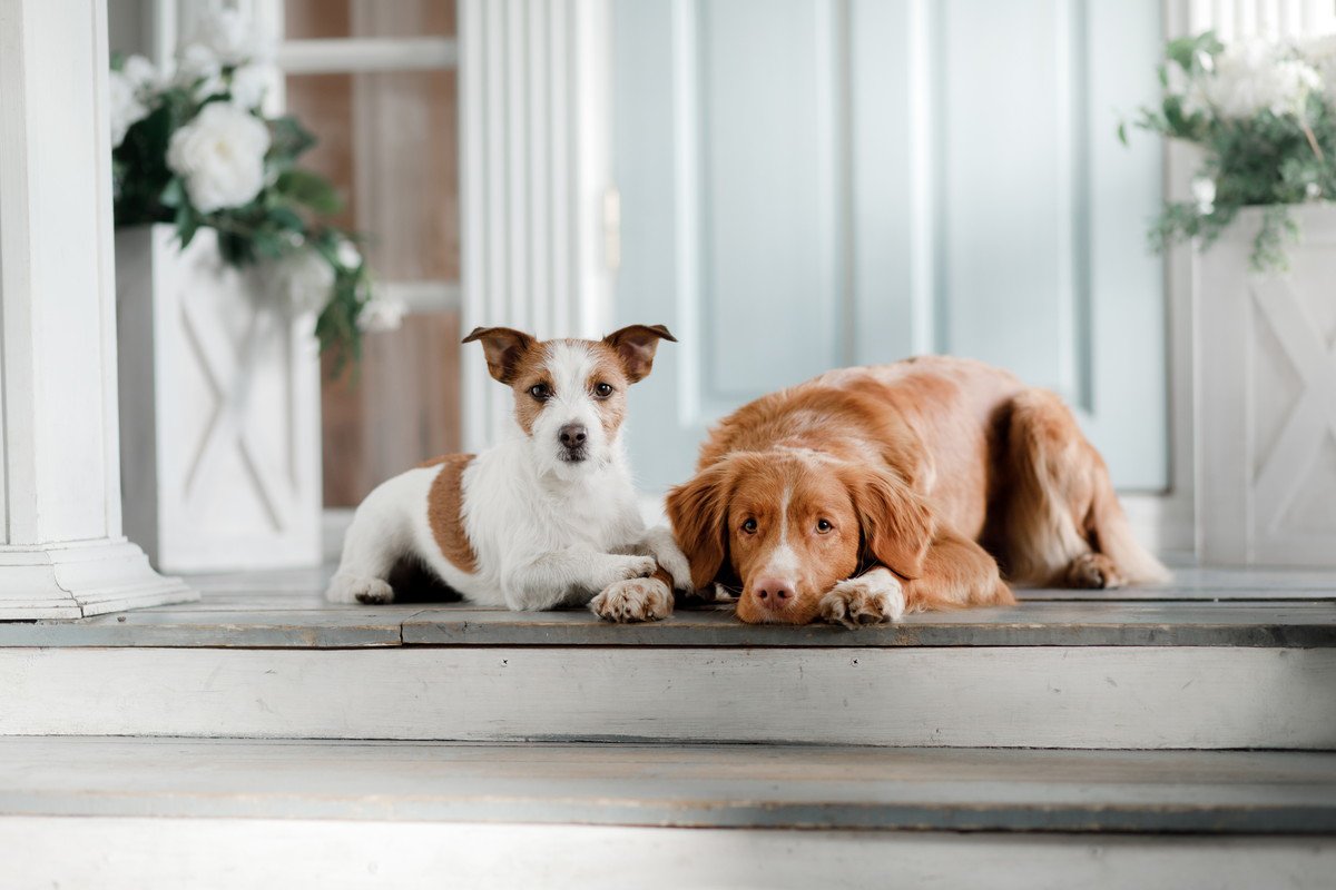 犬は飼い主の帰りを予知している？考えられる原因や優れた能力について解説