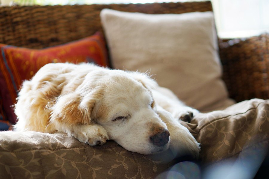 おとなしい犬でオススメの犬種人気ランキング！その種類や性格とは