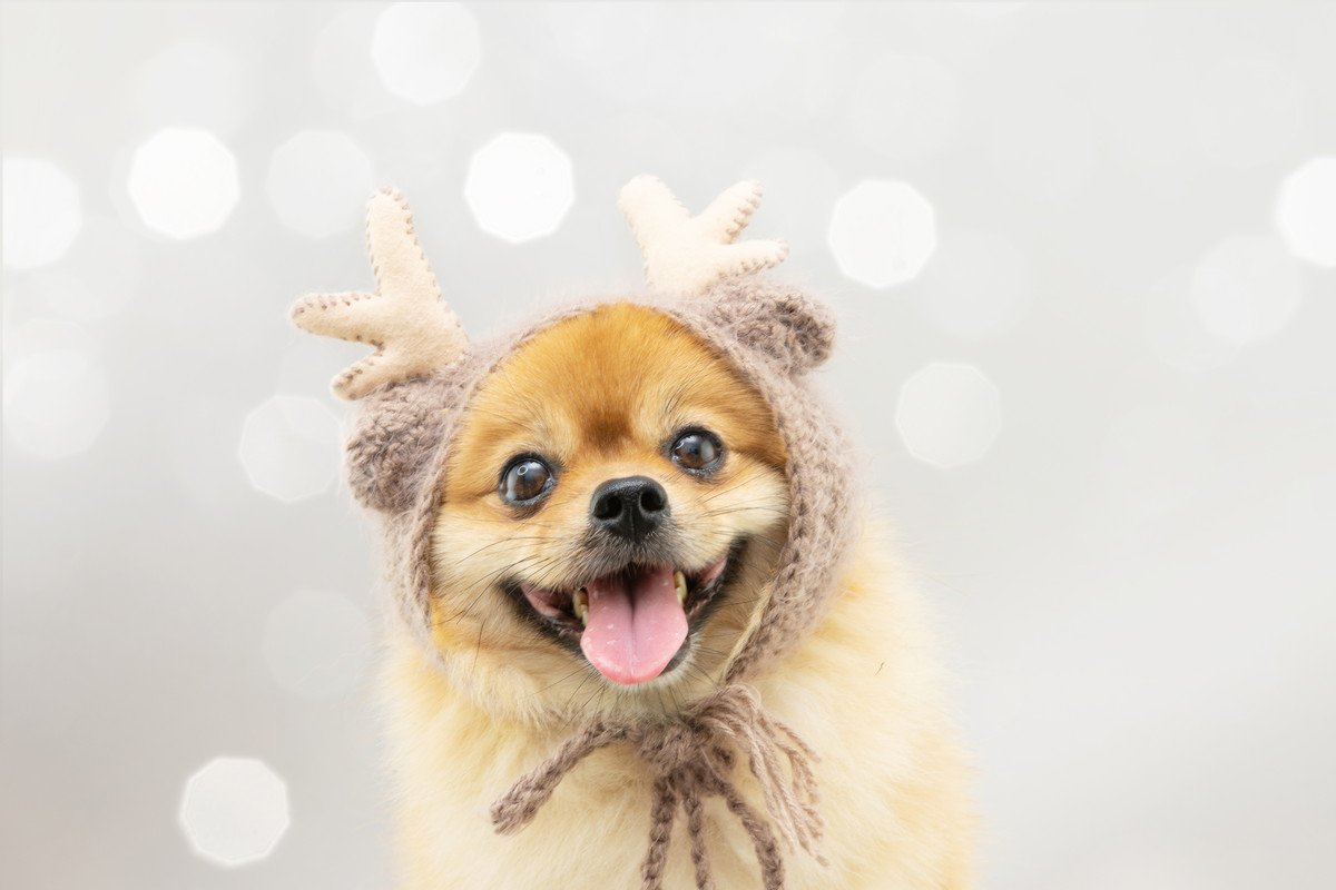 犬とクリスマスを楽しむ3つの方法！　トラブルなく安全に過ごすために飼い主が意識すべきこと