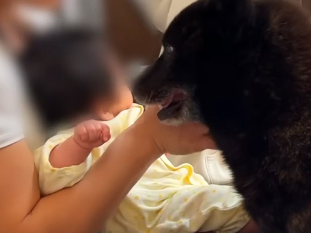赤ちゃんの子守りをするパパ→大泣きしてしまったら、犬が心配して…尊すぎる『健気な行動』が3万再生「献身的で感動した」「深い家族愛」
