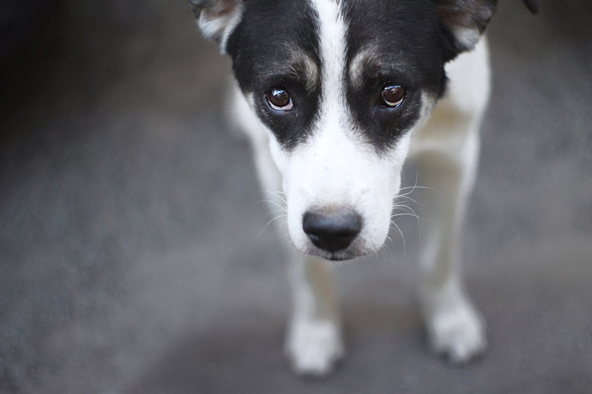 愛犬の心を深く傷つける『４つのタブー』　ダメ飼い主がやりがちなことに「ありえない」「犬の気持ちを最優先に」