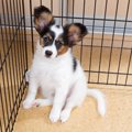 犬のサークルを手作りする方法！100均のもので簡単に