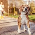 犬用ロングリード10選！選ぶポイントや絡まない上手な使い方も紹介