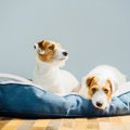犬がトイレで寝る６つの理由とは？やめさせる４つの対策も解説