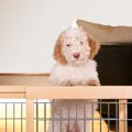 犬に部屋の仕切りが必要な理由！～おしゃれで便利な仕切りおすすめ6選～