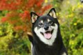 大きくならない犬で…の画像