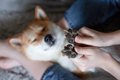 犬の肉球の色が変わ…の画像