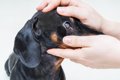 犬が『失明してしま…の画像