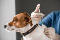 犬の予防接種につい…の画像