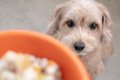 犬が『消化不良』を…の画像