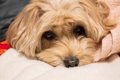 犬が『痛み』を感じ…の画像