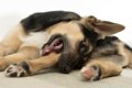 犬が『自分の足を噛…の画像