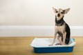 犬のうんち量が増え…の画像