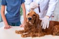 犬における健康診断…の画像