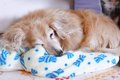 愛犬の介護が必要に…の画像