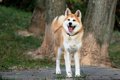 熊犬（マタギ犬）と…の画像
