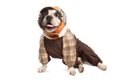 ブルドッグの服が買…の画像