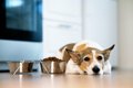 愛犬が『調子悪い』…の画像