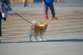 犬が『ゆっくり歩く…の画像
