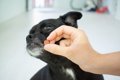 犬を『怖がらせてい…の画像