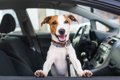 犬が車に乗ると落ち…の画像