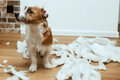 犬を衝動買いしては…の画像