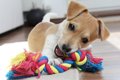 子犬が興奮する4つの…の画像