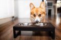 犬に『にんじん』を…の画像