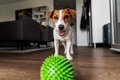 室内で飼っている犬…の画像