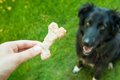 犬におやつを与えて…の画像