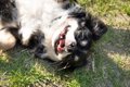 犬はなぜ『へそ天』…の画像