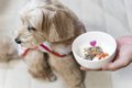 犬が朝ごはんを食べ…の画像